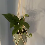 Apartmán Rosemary Nea Kallikrateia