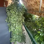 Rosemary
