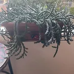 Apartmán Rosemary