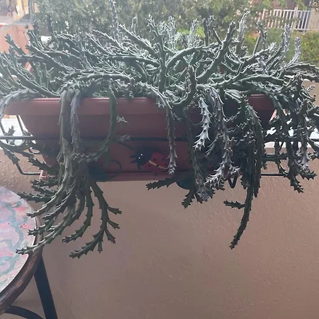 Διαμέρισμα Rosemary