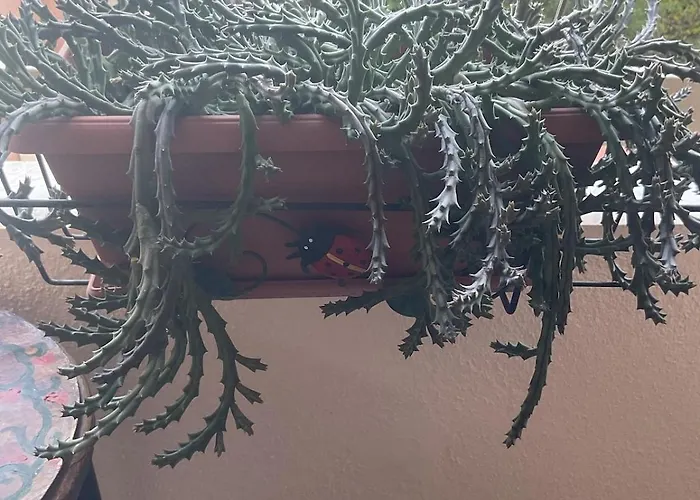 Appartement Rosemary